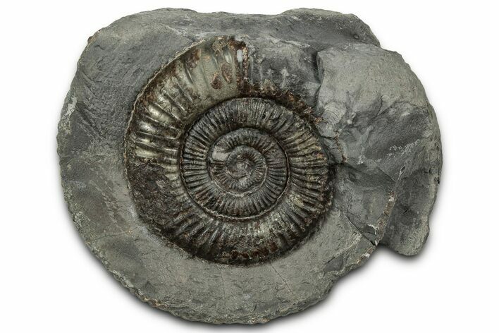Jurassic Ammonite (Dactylioceras) Fossil - England #351295